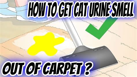 How to get pee out of carpet. Things To Know About How to get pee out of carpet. 